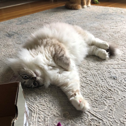 A grayish white cat lays on its back