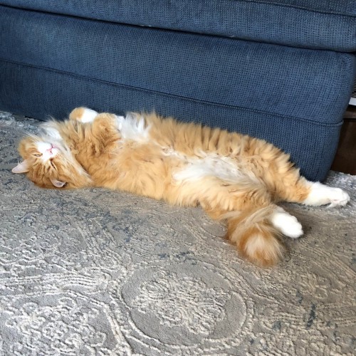 An orange and white cat lays on its back